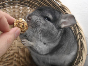 Chinchilla dunkel
