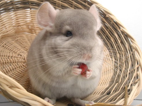 Chinchilla grau