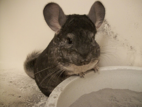 Chinchilla kaufen