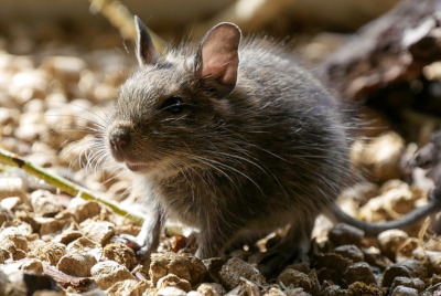 Degu