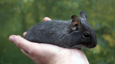 Degus