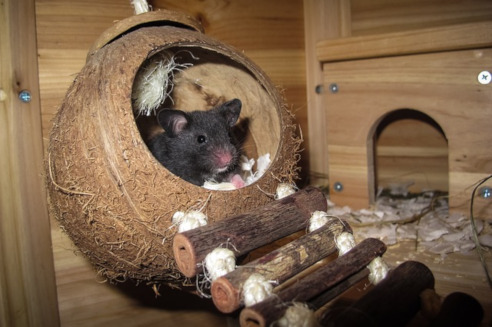 Hamster in Höhle