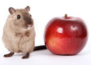 Kaninchen + Hamster