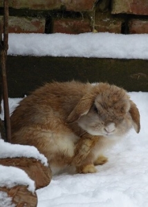 Kaninchenstall winterfest
