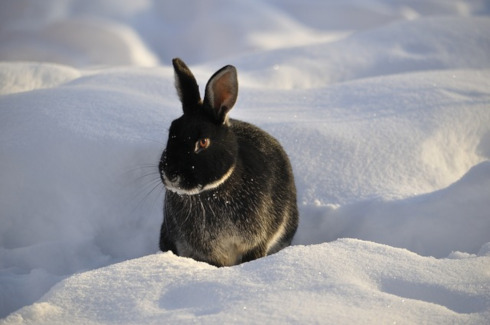 Kleintierstall winterfest machen