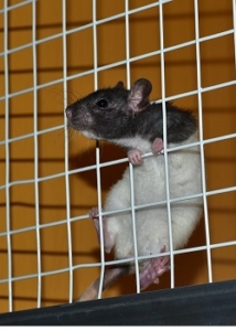 Käfig für Ratte