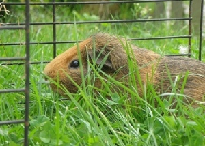Meerschweinchen Gehege