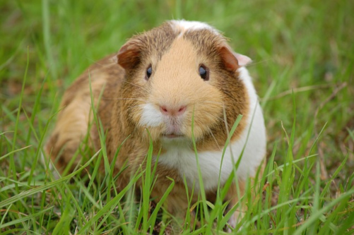 Meerschweinchen Kurzhaar