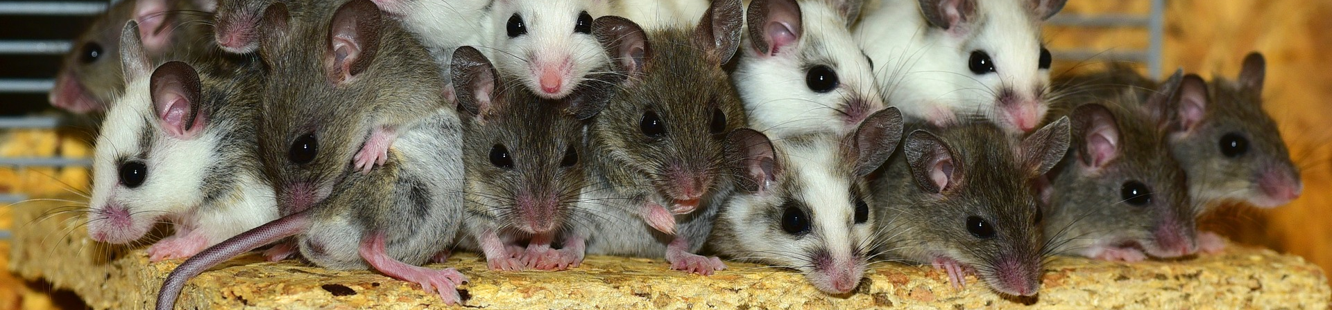 Nagerkafig Ratgeber Kauftipps Zubehor Mehr Fur Nagetiere