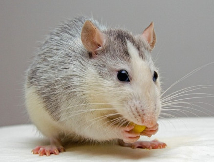 Ratte