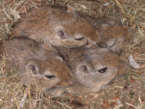 Rennmaus