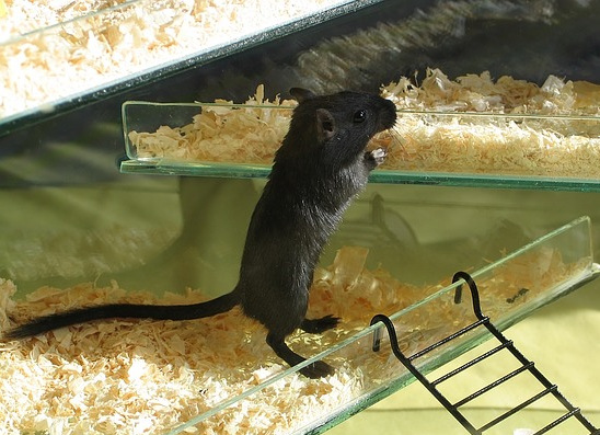 Schwarze Rennmaus