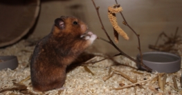 Äste und Zweige für Hamster