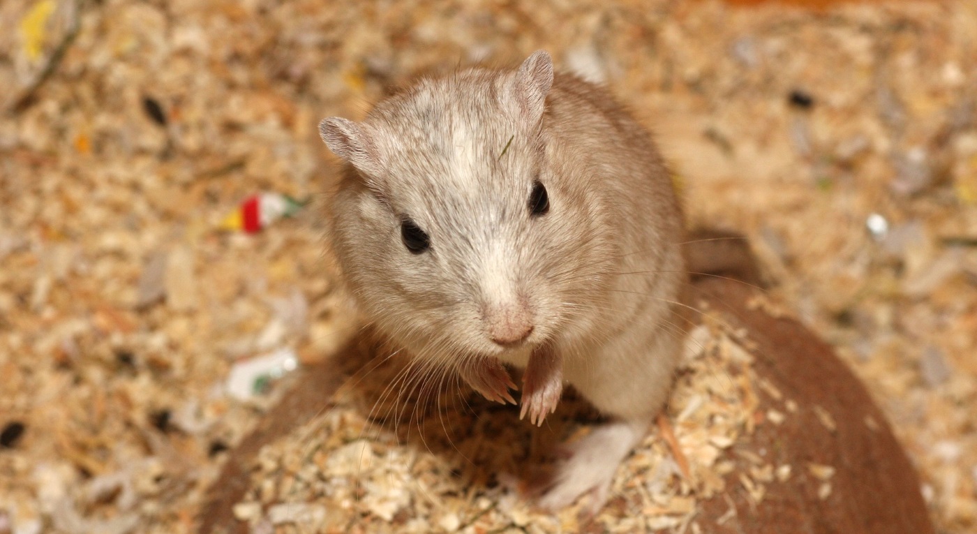Chinesische Streifenhamster: Haltung, Ernährung und Lebenserwartung