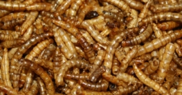 Getrocknete Insekten für Hamster - Mehlwürmer