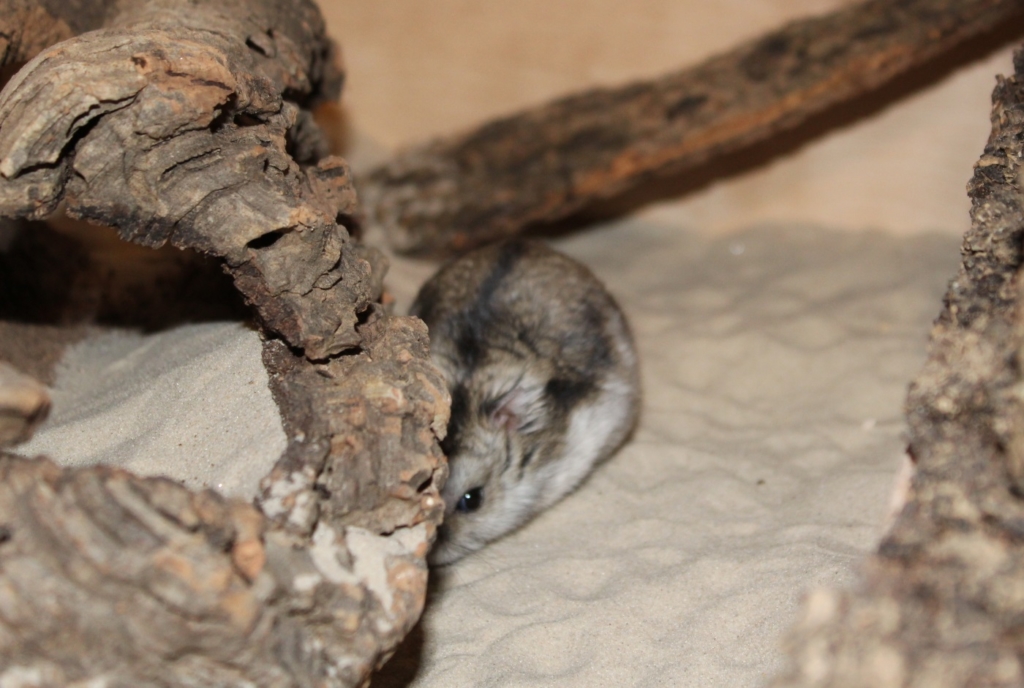 Teile des Hamsterkäfigs als Sandbad anlegen