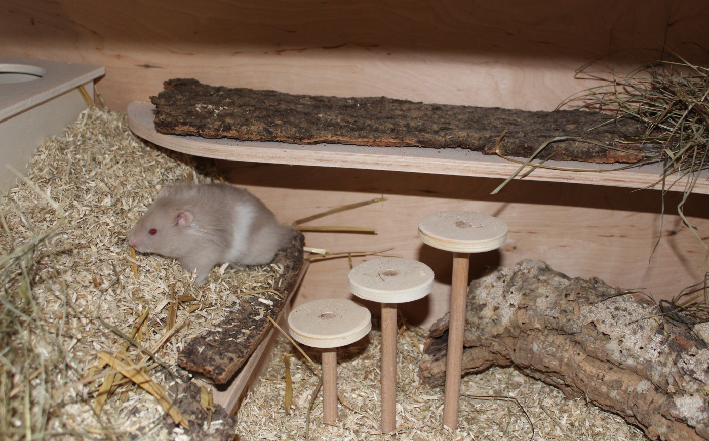 Hamster Einstreu - Hamster Einstreu
