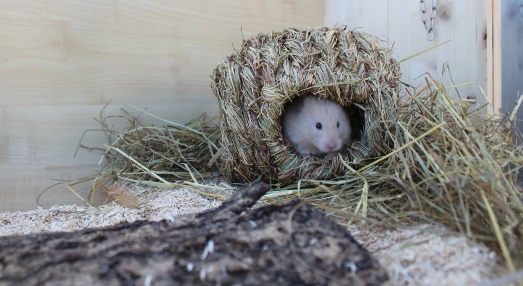 Hamster zähmen - So gehts