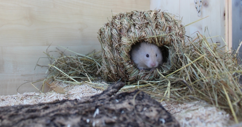 Wie Alt Kann Ein Hamster Werden Lebenserwartung Hamster: Wie alt werden Hamster? Alter nach Arten!
