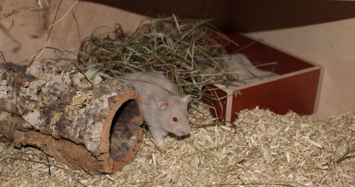 Wie viel kostet ein Hamster? Überblick Einmalige und monatliche Kosten