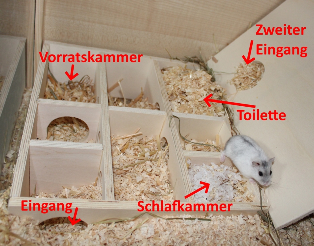 Welche Kriterien es beim Kauf die Mehrkammernhaus hamster kaufen zu beachten gilt