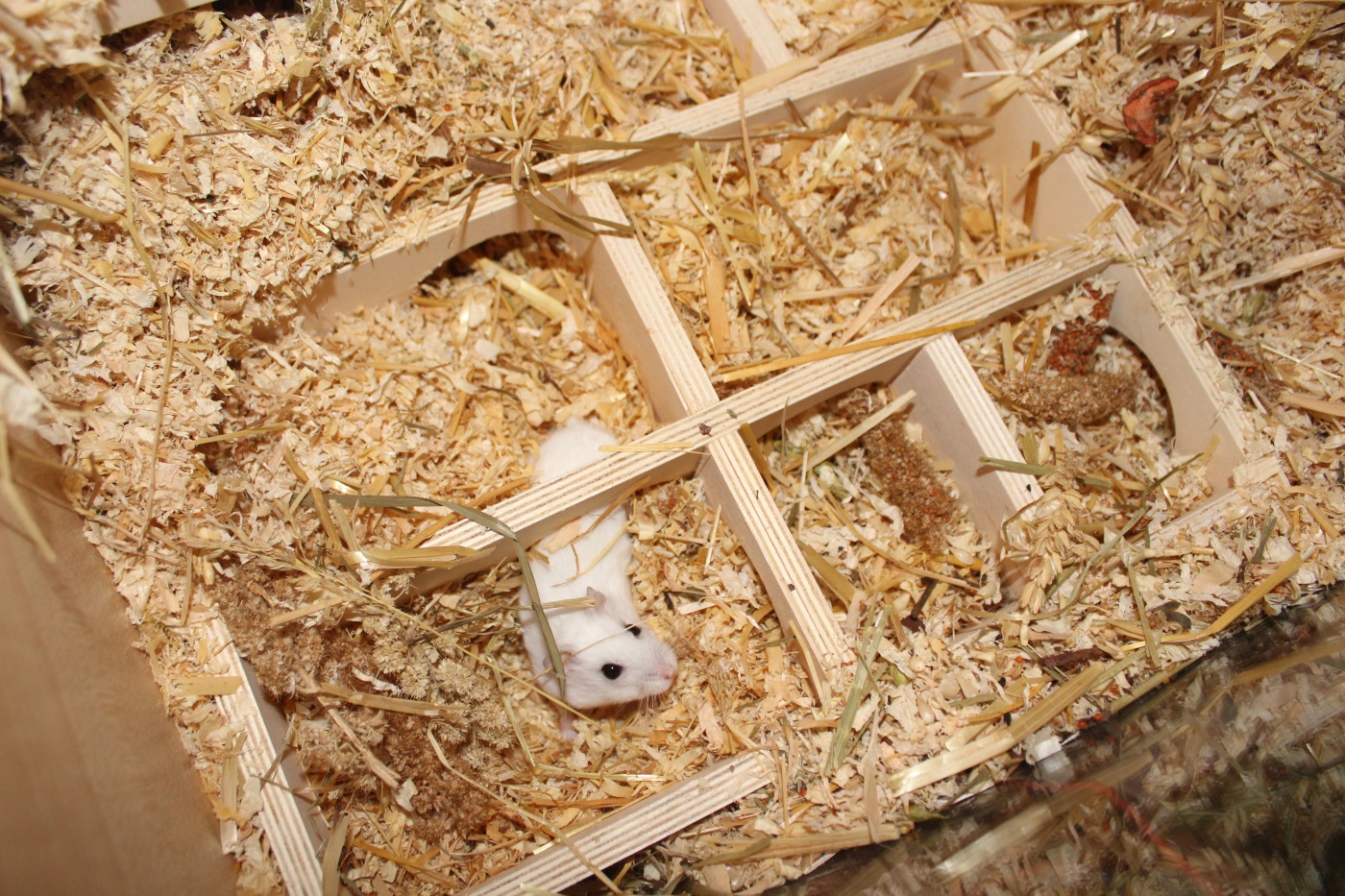 Hamster Schläft Nicht Mehr Im Haus Ideales Mehrkammernhaus für Hamster: Diese Kriterien muss es erfüllen!