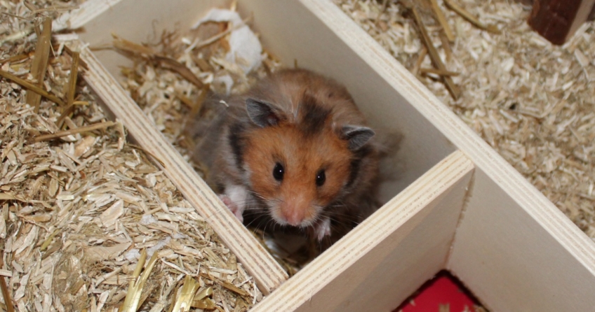 Wie Alt Kann Ein Hamster Werden Lebenserwartung Hamster: Wie alt werden Hamster? Alter nach Arten!
