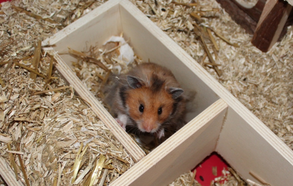 Auf was Sie als Käufer vor dem Kauf bei Baumwolleinstreu hamster Aufmerksamkeit richten sollten