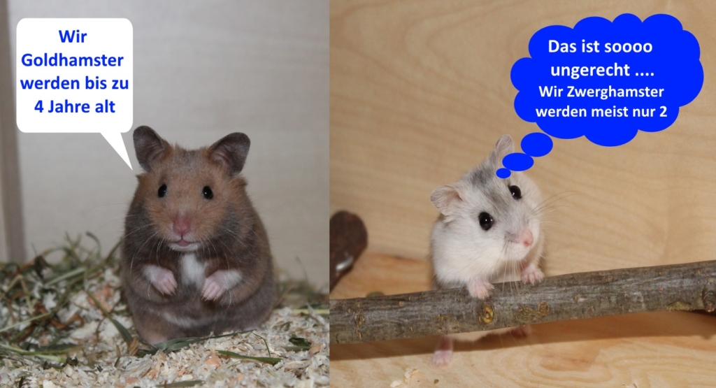 Stirbt anzeichen hamster Nager Info