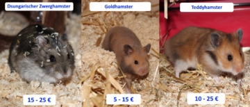 Wie viel kostet ein Hamster? - Überblick: Einmalige und monatliche Kosten
