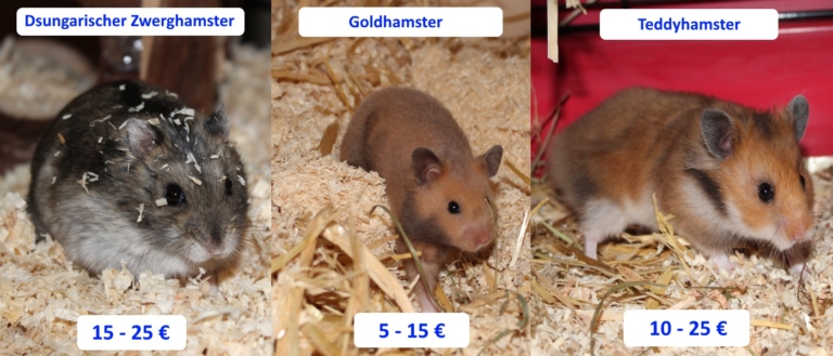 Was Kostet Es Einen Hamster Einschläfern Zu Lassen