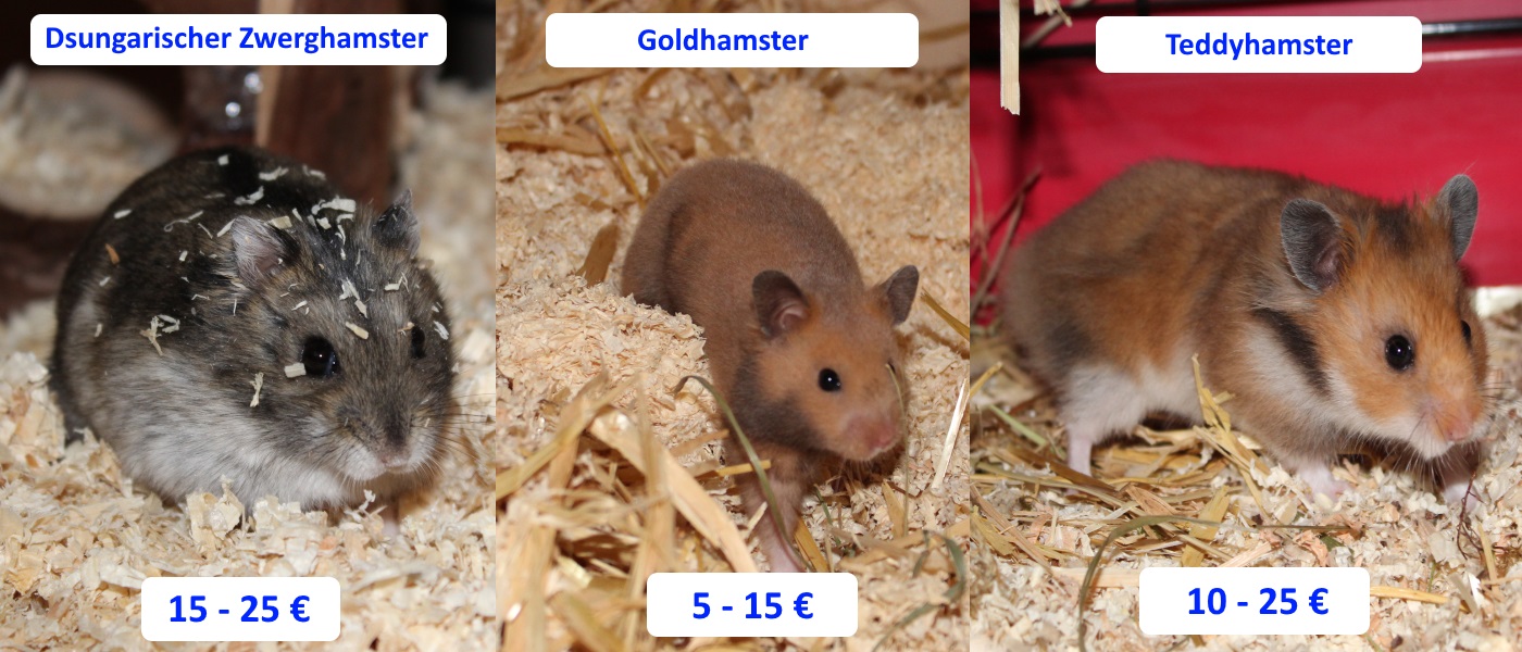 Wie viel kostet ein Hamster? Überblick Einmalige und monatliche Kosten